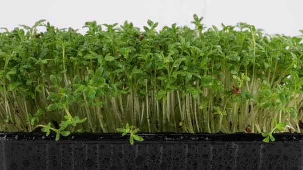 Zavlažování Mikrozeleně Zahradní Řeřichy Setí Vody Zpomal Mikrozelená Plastových Vaničkách — Stock video