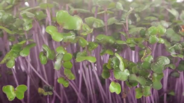 Rega Microgreens Repolho Mudas Roxas Com Pequenas Gotas Água Movimento — Vídeo de Stock