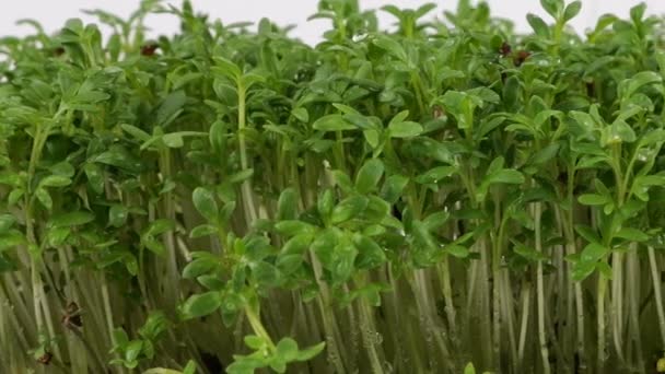 Rega Microverdes Jardim Agrião Planta Cultivada Sementes Água Movimento Lento — Vídeo de Stock