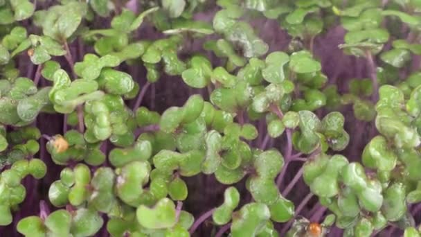 Полив Микрозелени Капусты Фиолетовыми Саженцами Небольшими Капельками Воды Медленное Движение — стоковое видео