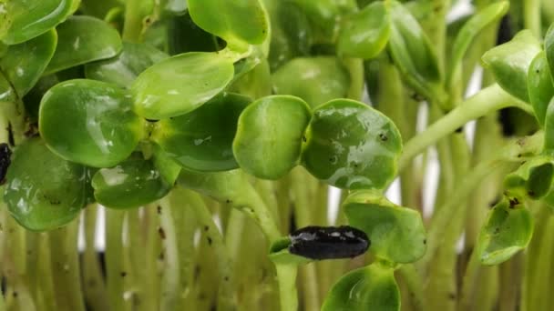 Zavlažování Mikrozeleně Helianthus Sazenice Malými Kapkami Vody Zpomal Mikrozelená Plastových — Stock video