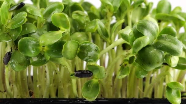 Rega Microgreens Helianthus Plântula Com Pequenas Gotas Água Movimento Lento — Vídeo de Stock
