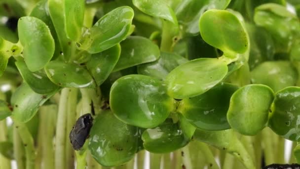 Riego Microgreens Helianthus Plántulas Con Pequeñas Gotas Agua Cámara Lenta — Vídeos de Stock