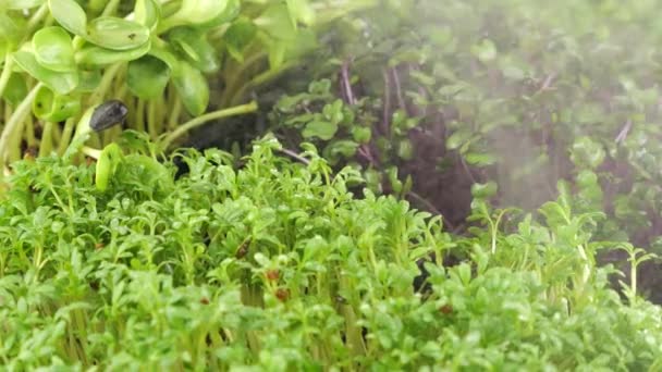 Riego Microgreens Con Pequeñas Gotas Agua Plántulas Berro Jardín Col — Vídeo de stock