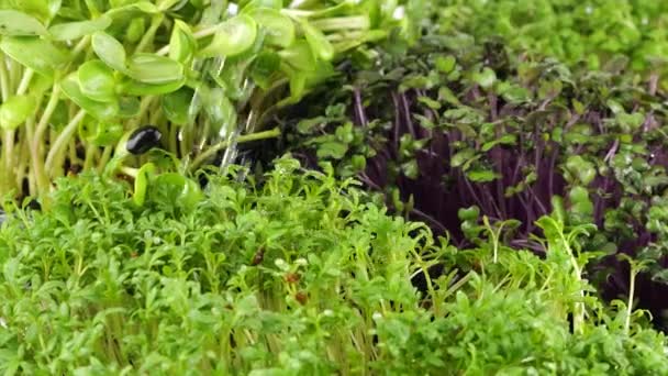 Watering Microgreens Water Cabbage Purple Seedling Arugula Helianthus Slow Motion — Stock Video