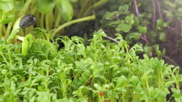 Rega Microgreens Com Pequenas Gotas Água Mudas Agrião Jardim Repolho — Vídeo de Stock