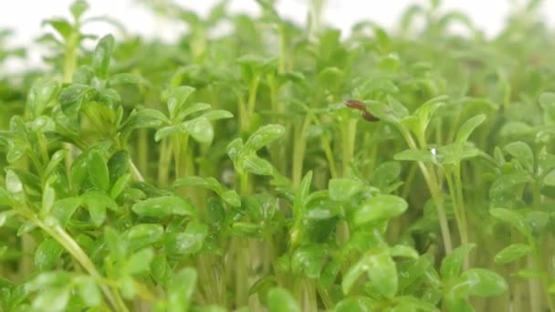 Riego Microgreens Jardín Berro Plántulas Con Pequeñas Gotas Agua Cámara — Vídeos de Stock