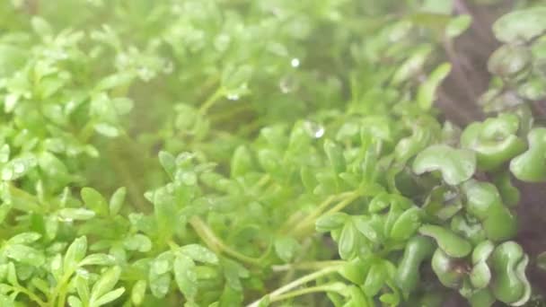 Riego Microgreens Con Pequeñas Gotas Agua Plántulas Berro Jardín Col — Vídeo de stock