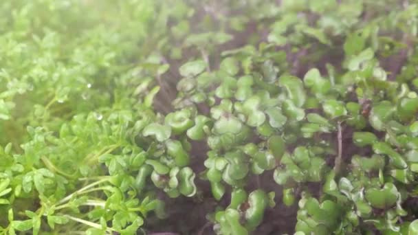 Riego Microgreens Con Pequeñas Gotas Agua Plántulas Berro Jardín Col — Vídeos de Stock