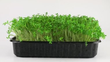 Küçük su damlaları ile sulanan mikroçimler bahçe teresi filizleniyor. Ağır çekim. Plastik tepsilerde mikro yeşil.