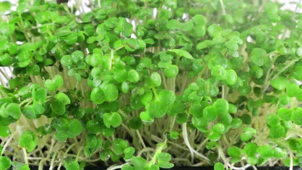 Riego Microgreens Planta Mostaza Plántulas Con Pequeñas Gotas Agua Movimiento — Vídeos de Stock
