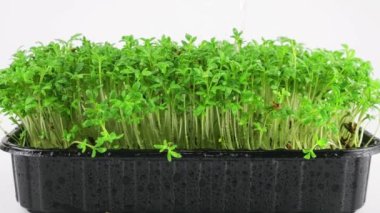 Sulama mikro yeşillikleri bahçe teresi tohumu. Ağır çekim. Plastik tepsilerde mikro yeşil.