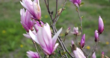 Manolya çiçekleri baharda bir ağaçta.