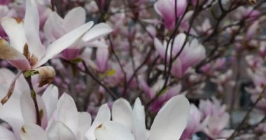 Manolya çiçekleri baharda bir ağaçta.