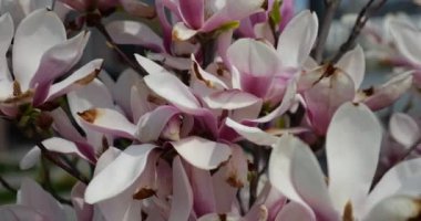 Manolya çiçekleri baharda bir ağaçta.