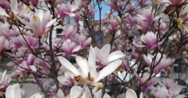 Manolya çiçekleri baharda bir ağaçta.