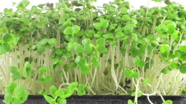 Rega Microgreens Mudas Mostarda Planta Com Pequenas Gotas Água Movimento — Vídeo de Stock