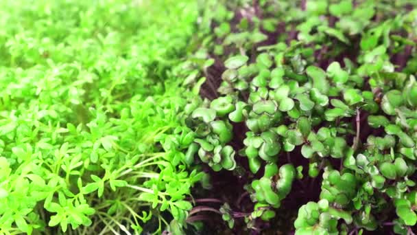 Zavlažování Mikrozeleně Malými Kapkami Vody Zahradní Sazenice Řeřichy Seté Zelí — Stock video