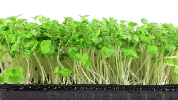 用小滴水给小绿苗浇水 慢动作塑料托盘中的微绿色 — 图库视频影像