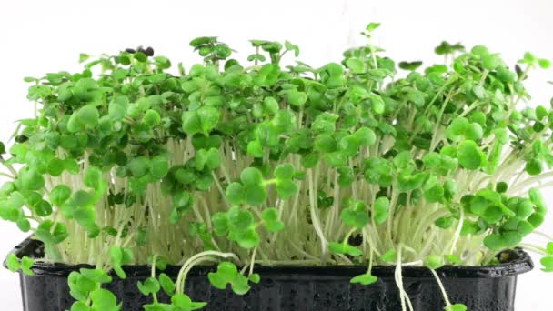 Rega Microverdes Planta Mostarda Planta Planta Cultivada Sementes Água Movimento — Vídeo de Stock
