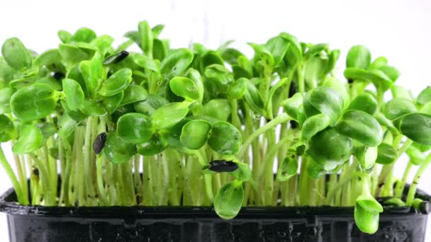 Rega Microgreens Helianthus Planta Cultivada Sementes Água Movimento Lento Microverde — Vídeo de Stock