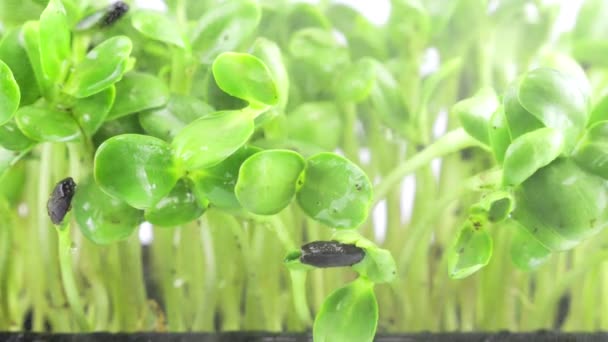 Riego Microgreens Helianthus Plántulas Con Pequeñas Gotas Agua Movimiento Lento — Vídeo de stock