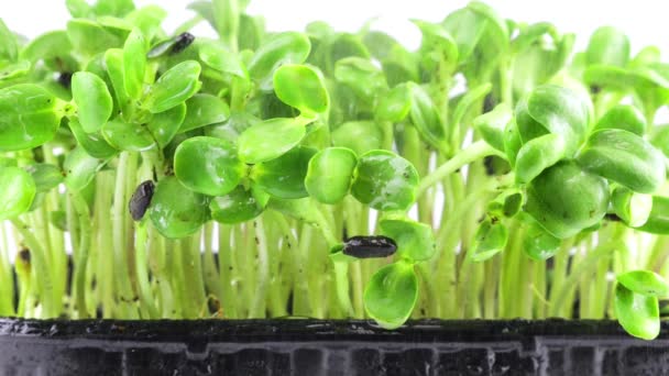 Rega Microgreens Helianthus Plântula Com Pequenas Gotas Água Movimento Lento — Vídeo de Stock