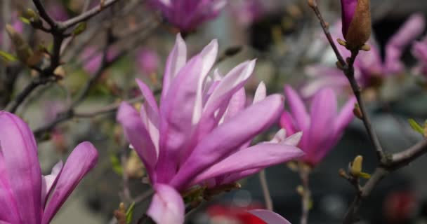Magnolie Blüht Frühling Auf Einem Baum — Stockvideo