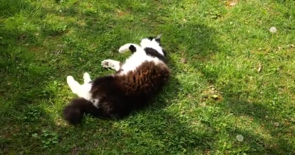 Piękny Czarno Biały Kot Dobrym Nastroju Tarza Się Zielonej Trawie — Wideo stockowe