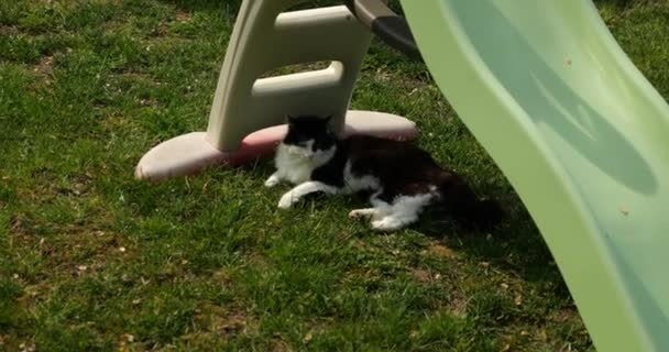 在房子的后院 一只漂亮的黑白相间的猫躺在草地上 在孩子们滑行的阴影下 — 图库视频影像