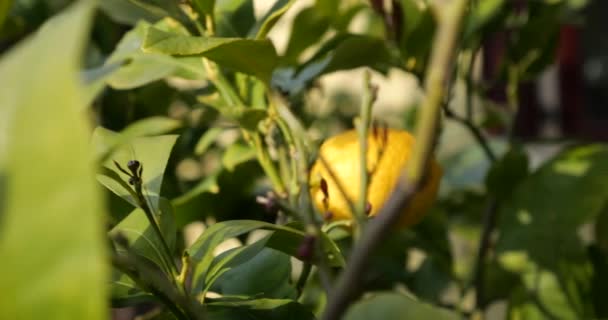 Drzewo Cytrynowe Dojrzałe Owoce Cytrynowe Nim — Wideo stockowe