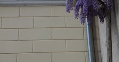 Evin panjurlu duvarı çiçek açan salkım asmalarıyla çevrili..