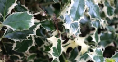 Sonsuza kadar yeşil olan Ilex aquifolium 'un çiti.