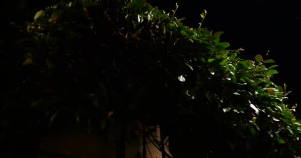 유럽의 도시에 길에는 밤이면 과녹색 울타리가 — 비디오