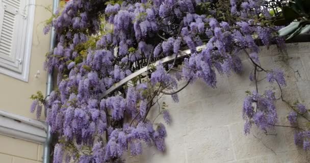 Dom Okiennicami Jest Spleciony Kwitnącymi Winoroślami Wisteria Park Wysokim Drzewem — Wideo stockowe