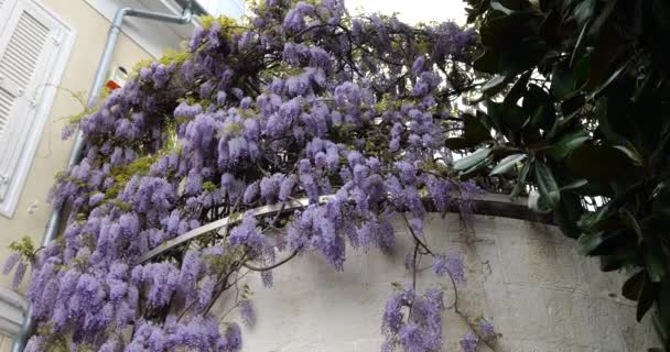 Kwitnące Gałęzie Wisterii Zdobią Ścianę Domu Korony Magnolii Grandiflora — Wideo stockowe