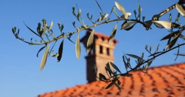 Slovenya 'nın Piran kentinde mavi gökyüzüne karşı kırmızı kiremit kaplı zeytin dalları ve baca.