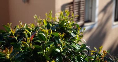 Sabah güneşinde kepenkleri olan bir pencereye karşı koyu yaprak çalısı. Piran, Slovenya.