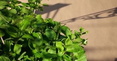 Ortanca çalısı, sabah güneşinin ışığında evin arka planına karşı. Piran, Slovenya