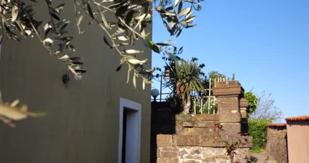 斯洛文尼亚Piran房屋的橄榄树树枝和旧石墙 — 图库视频影像