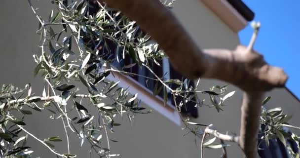 Zweige Eines Olivenbaums Garten Eines Hauses — Stockvideo