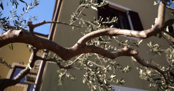 Zweig Eines Olivenbaums Garten Eines Hauses — Stockvideo