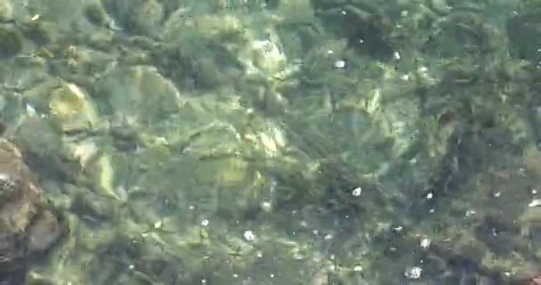 School Fish Fry Zwemmen Ondiep Water Het Kristalheldere Water Van — Stockvideo
