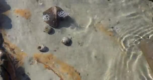 Pequeños Cangrejos Ermitaños Agua Cristalina Aguas Poco Profundas Mar Adriático — Vídeos de Stock