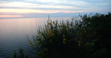 Spartium ormanı (İspanyol süpürgesi, süpürgesi, süpürgesi), bulutlu akşam gökyüzü ve günbatımında Adriyatik Denizi.