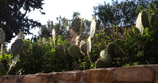 Pikantní Hruškový Kaktus Nad Vysokou Zdí Středomořském Městě Časně Ráno — Stock video