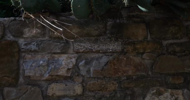Cactus Pera Espinosa Sobre Alto Muro Mampostería Pueblo Mediterráneo Madrugada — Vídeos de Stock