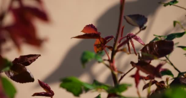 朝の光の中で赤い花とバラの茂み — ストック動画