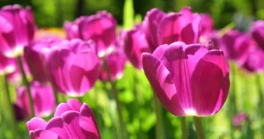 Bahar parkının yeşil çimlerinde mor laleler açar..