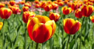 Sarı ve kırmızı laleler bir bahar parkında çiçek açar..